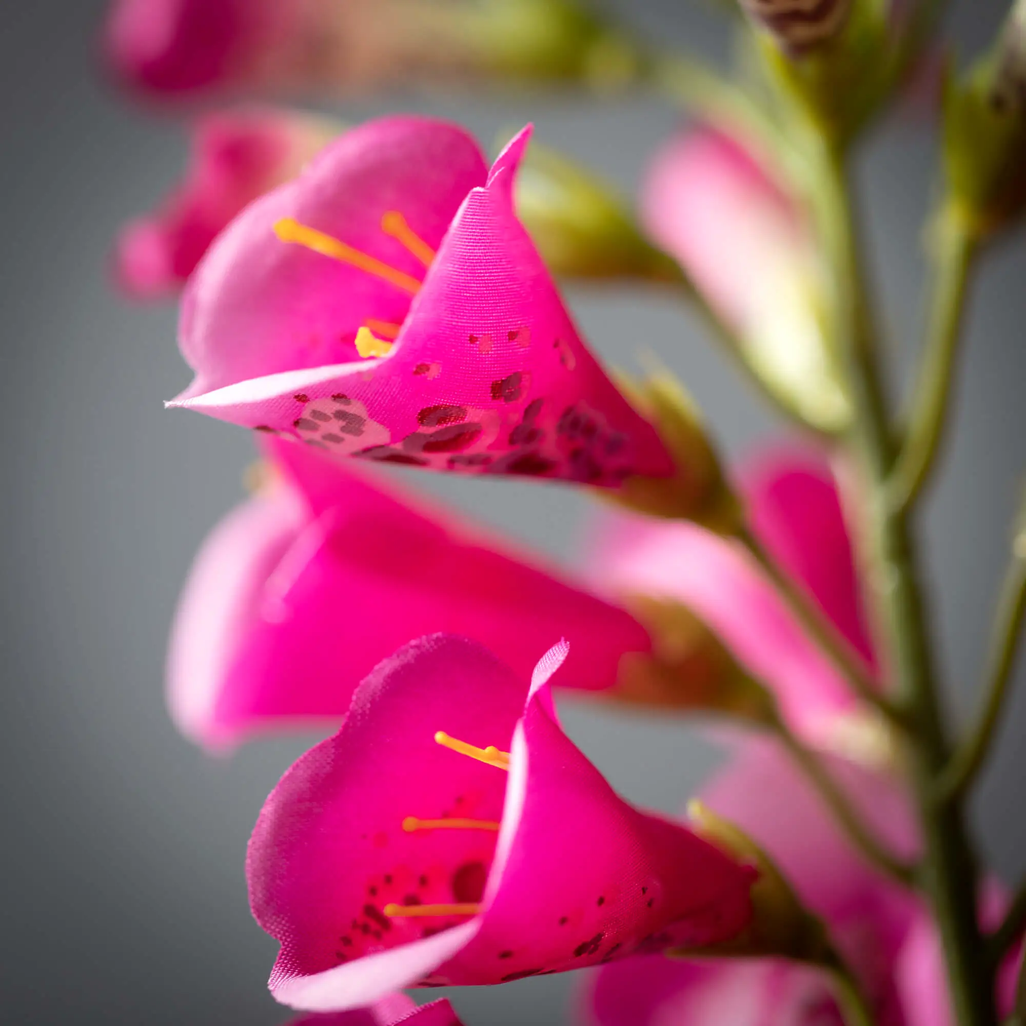 Deep Pink Fox Glove Spray